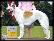 Borzoi - Leeloo